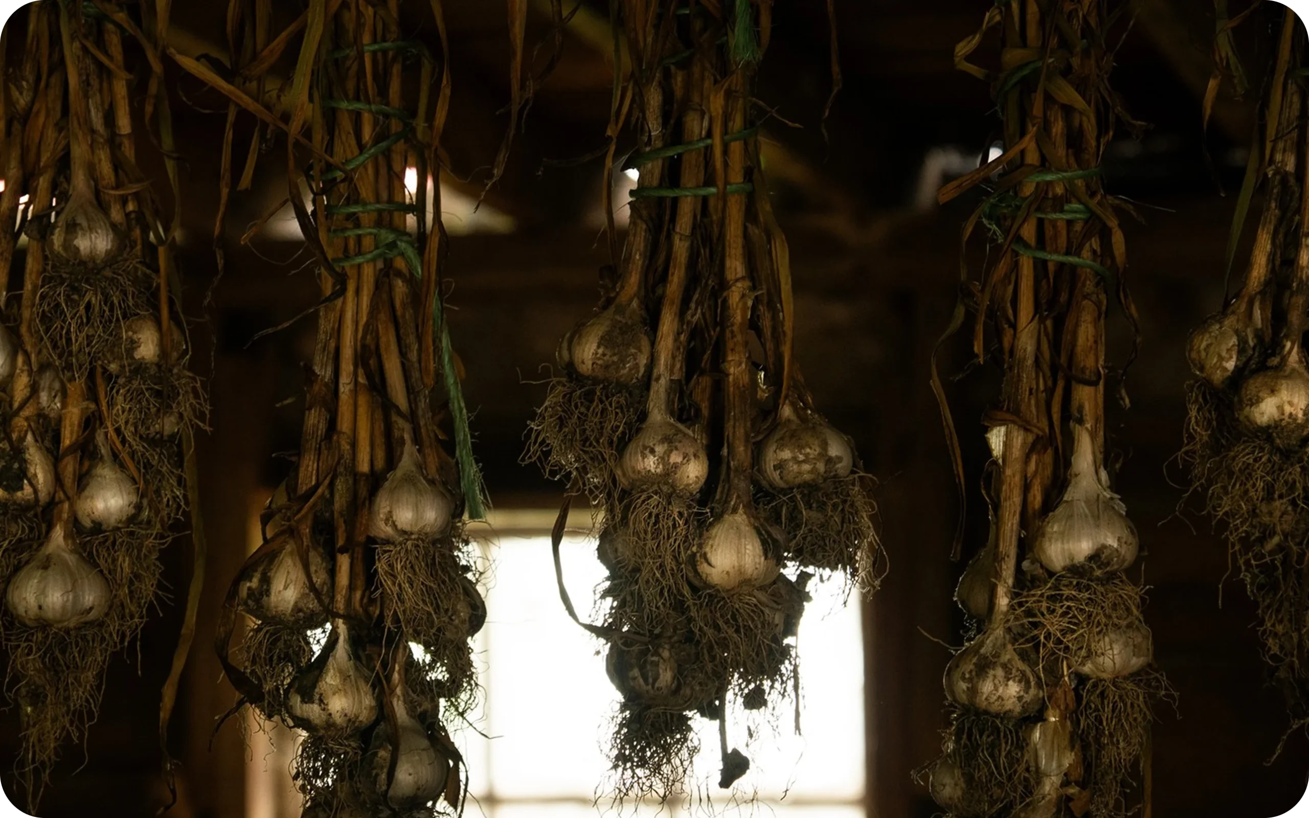 Garlic drying for black garlic